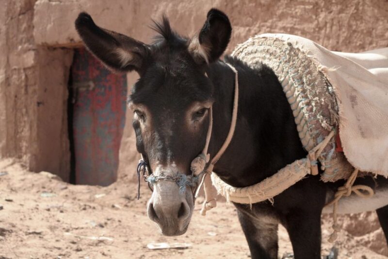 From Ouarzazate: Zagora and Draa Valley Day Tour - Practical Details and What to Expect