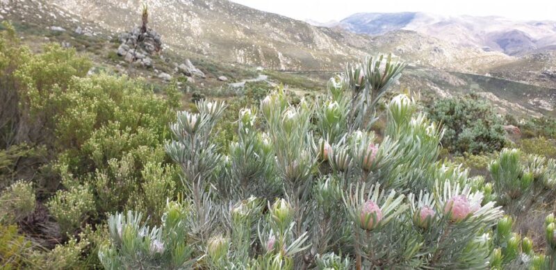 From Oudtshoorn: Full-Day Private Swartberg Mountain Tour - An In-Depth Look at the Swartberg Mountain Tour