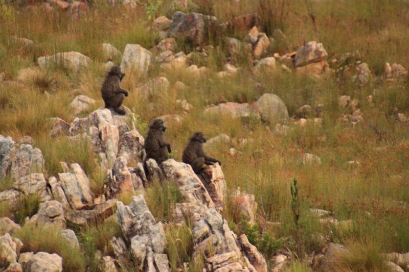 From Oudtshoorn: Full-Day Private Swartberg Mountain Tour - FAQ