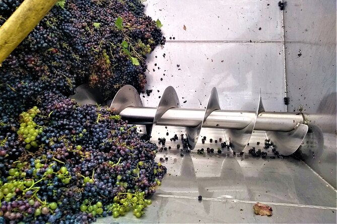 from-padua-olive-oil-wine-in-the-euganean-hills-4