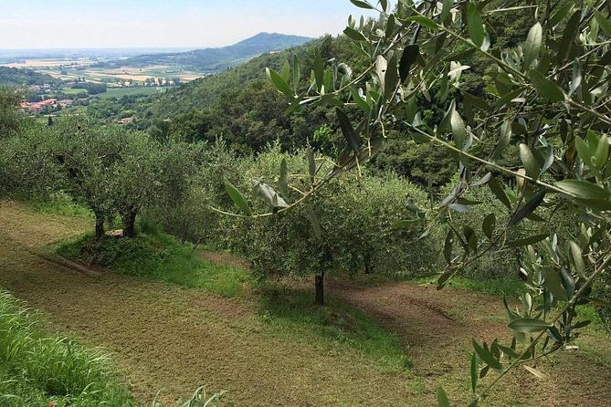 from-padua-olive-oil-wine-in-the-euganean-hills-4