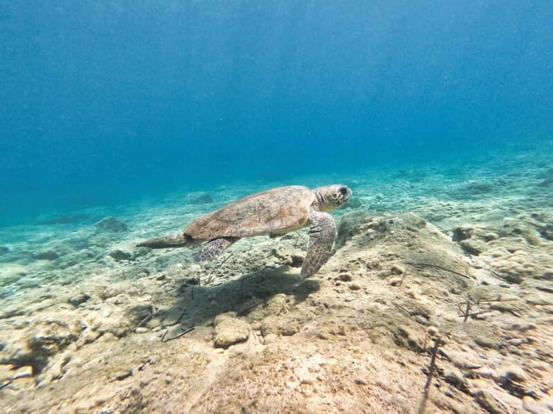 FROM PAPHOS: Snorkeling at the Marine Park (shore) - FAQ