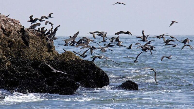 from-paracas-ballestas-island-boat-tour-with-entrances