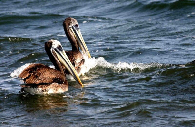 from-paracas-ballestas-island-boat-tour-with-entrances