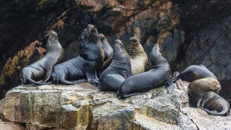 from-paracas-ballestas-island-boat-tour-with-entrances
