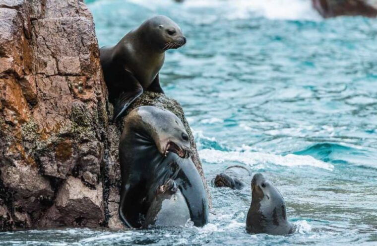 from-paracas-ballestas-island-boat-tour-with-entrances