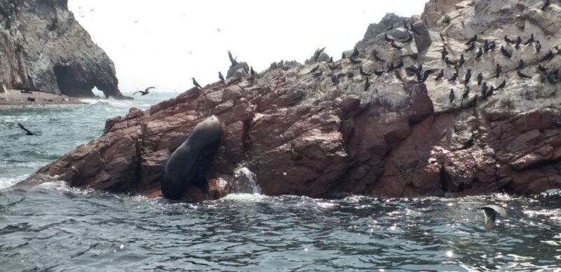 from-paracas-ballestas-island-cruise-paracas-reserve-tour