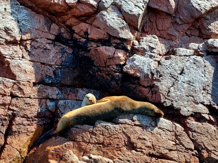 from-paracas-ballestas-islands-and-paracas-national-reserve
