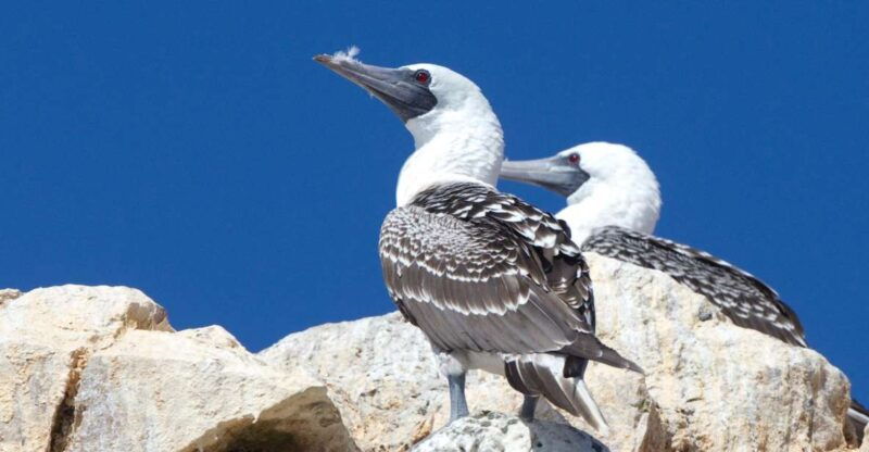 from-paracas-ballestas-islands-and-tambo-colorado-tour