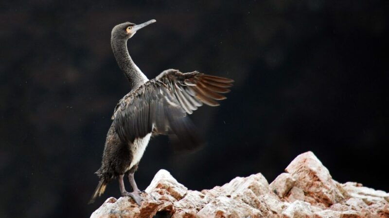 from-paracas-ballestas-islands-and-tambo-colorado-tour
