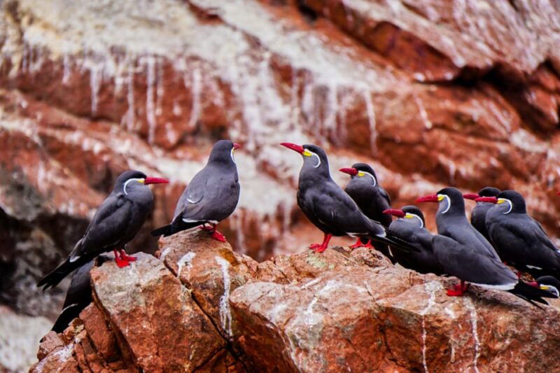 from-paracas-ballestas-islands-guided-boat-tour