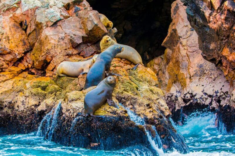 from-paracas-ballestas-islands-guided-boat-tour