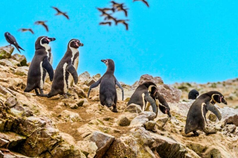 from-paracas-ballestas-islands-guided-boat-tour
