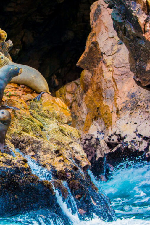 from-paracas-ballestas-islands-guided-boat-tour