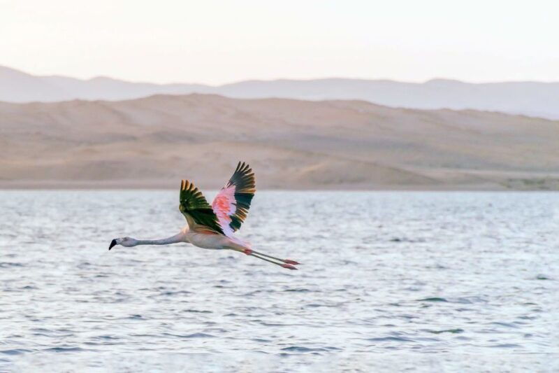 from-paracas-ballestas-islands-paracas-national-reserve