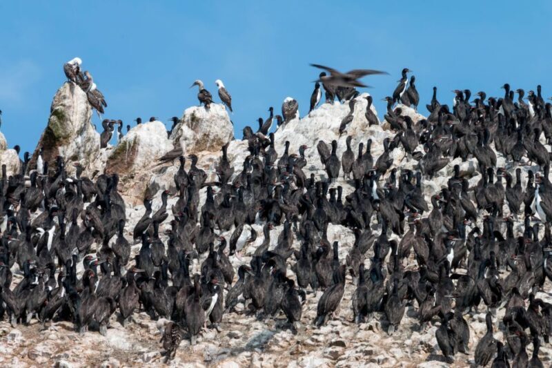 From Paracas: Ballestas Islands tour all Inclusive - What to Expect from the Tour