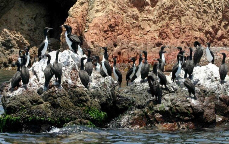 from-paracas-excursion-to-the-ballestas-islands-3-hours