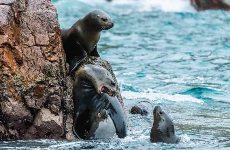 from-paracas-guided-boat-tour-of-the-ballestas-islands-2