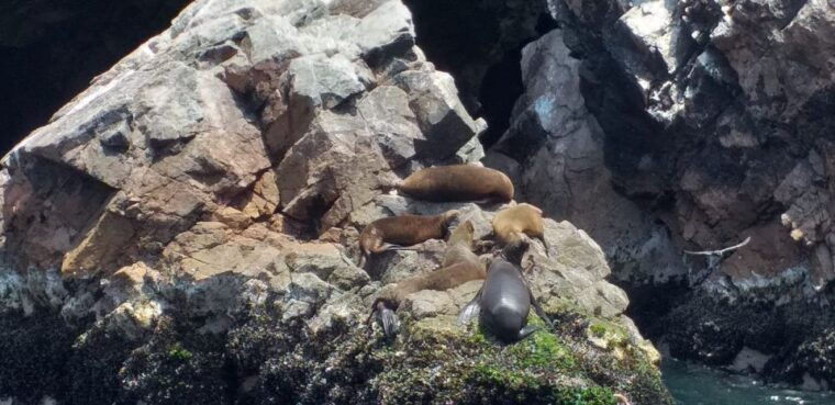 from-paracas-or-pisco-ballestas-islands-private-boat-trip