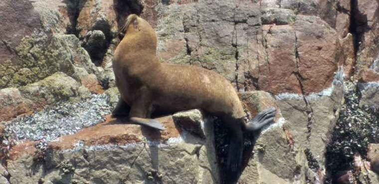 from-paracas-or-pisco-ballestas-islands-private-boat-trip