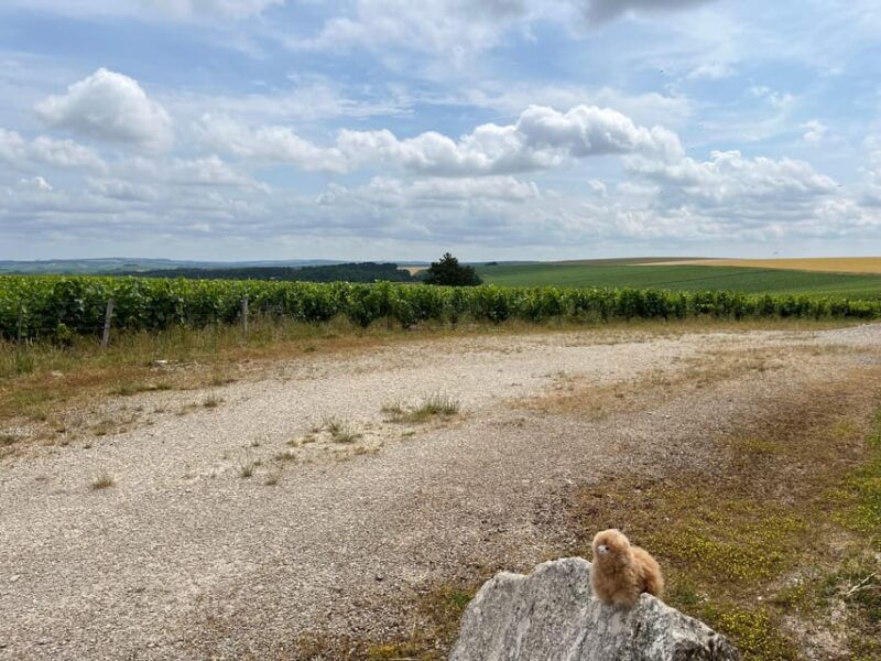 from-paris-burgundy-chablis-wine-cheese-tasting-day-trip