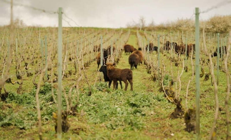 From Paris: Champagne Day Trip with 7 Tastings and Lunch - The Itinerary: What Makes Each Stop Special