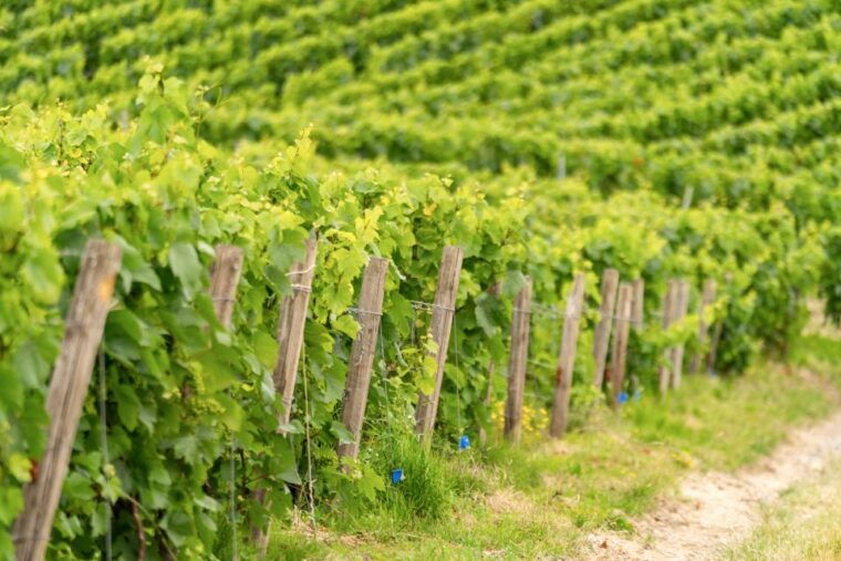 from-paris-day-trip-to-champagne-with-8-tastings-lunch