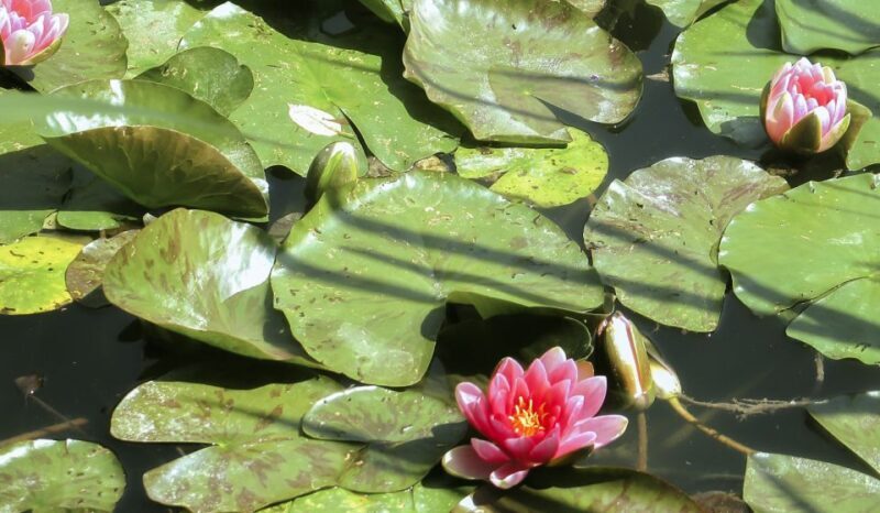 From Paris: Day Trip to Giverny & Versailles with Lunch - Final Thoughts