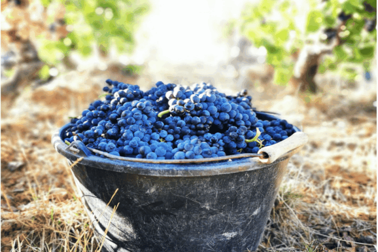 from-paris-private-sancerre-wine-tour-w-10-tastings-lunch