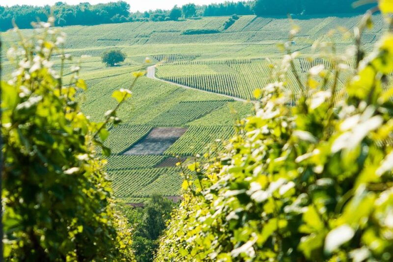 from-paris-small-group-champagne-day-trip-with-six-tastings