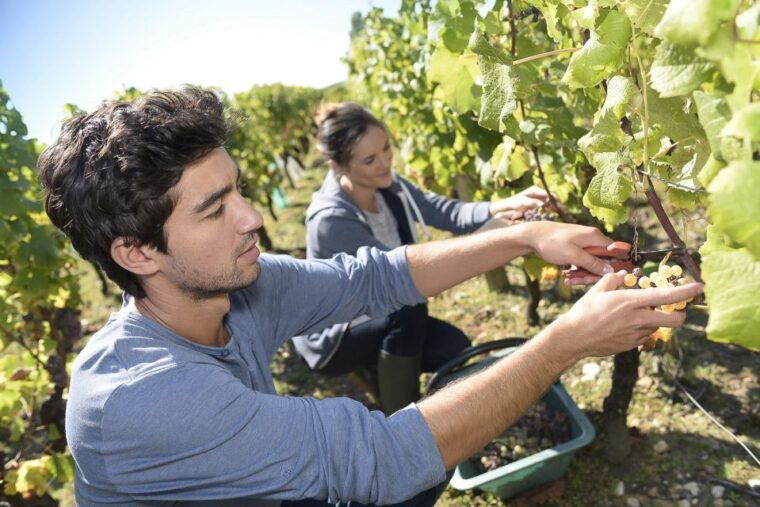 from-paris-small-group-champagne-day-trip-with-six-tastings