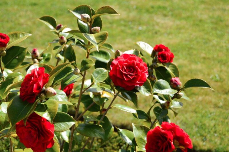 from-paris-versailles-full-day-guided-tour-with-lunch