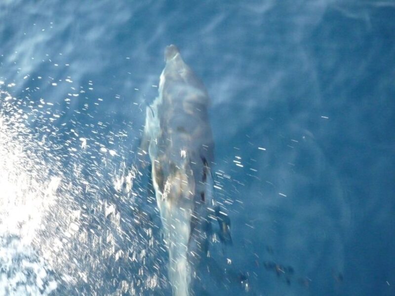 From Paros: Private Sailing Cruise with Lunch and Snorkeling - FAQ