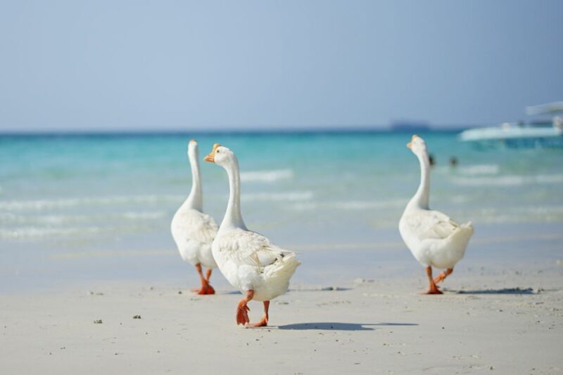 From Pattaya/Bangkok: Island Day Trip with Beach Activities - What to Expect on the Day Trip from Pattaya or Bangkok  