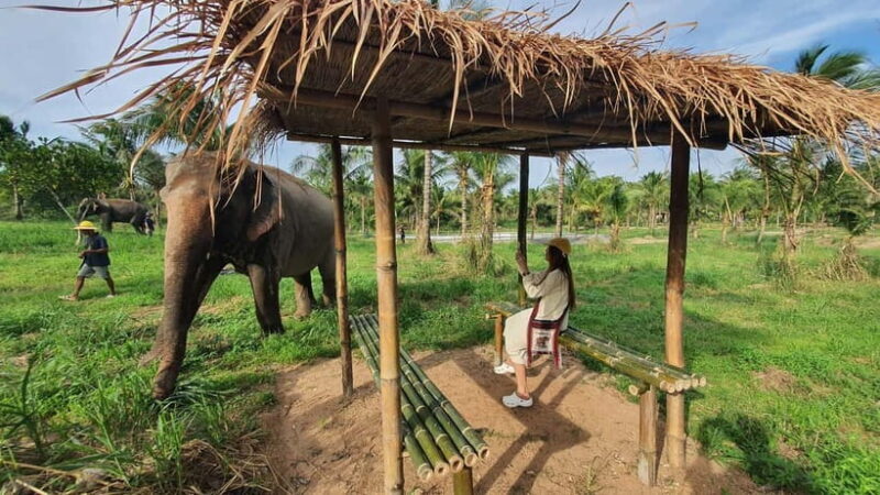 From Pattaya: Living Green Elephant Sanctuary Day Trip - Key Points