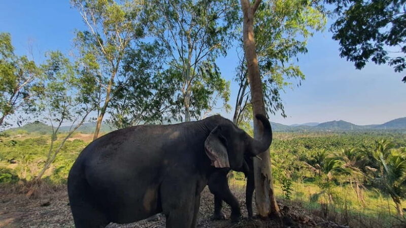 From Pattaya: Living Green Elephant Sanctuary Day Trip - A Deeper Look at the Experience