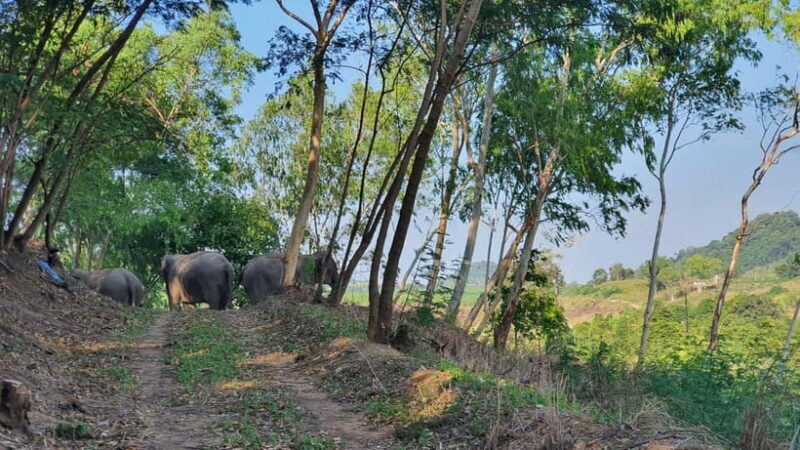 From Pattaya: Living Green Elephant Sanctuary Day Trip - Frequently Asked Questions
