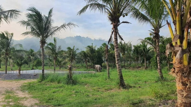 From Pattaya: Living Green Elephant Sanctuary Day Trip - Final Thoughts