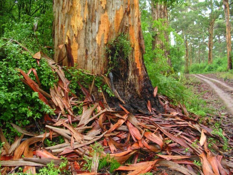 From Pemberton: Half-Day Beach and Forest Eco Adventure - Practical Details and Value