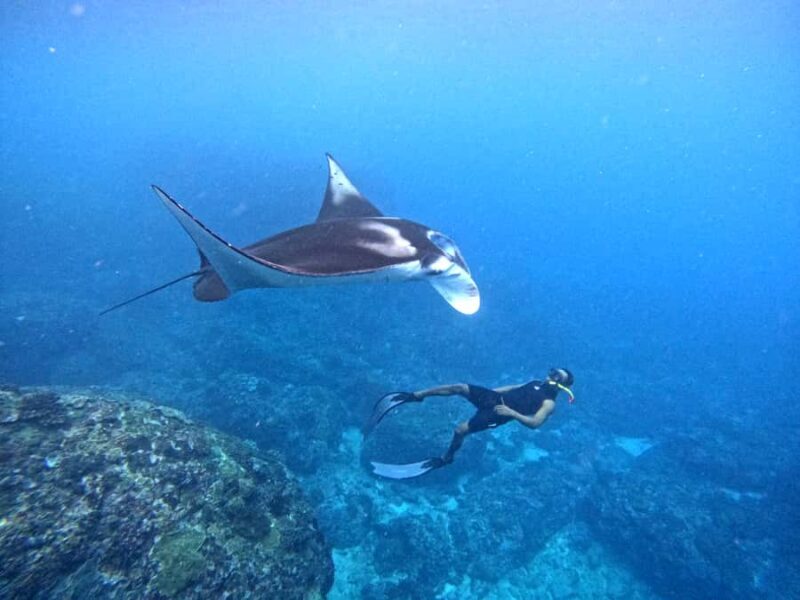 From Penida: Manta Snorkeling with Buffet Lunch and Kayaking - Key Points