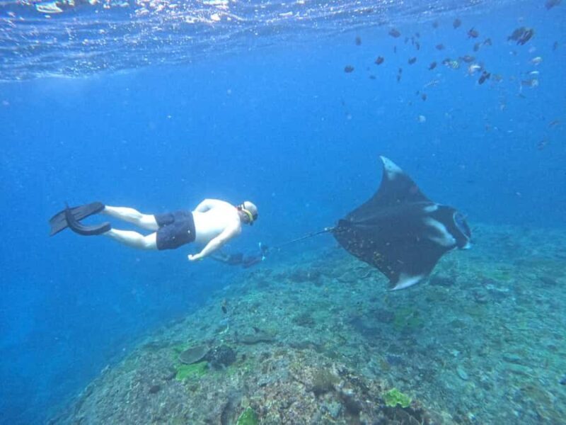 From Penida: Manta Snorkeling with Buffet Lunch and Kayaking - Introduction: A Marine Adventure from Penida