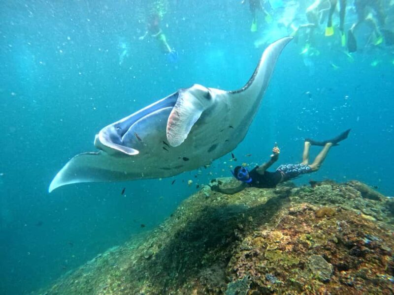 From Penida: Manta Snorkeling with Buffet Lunch and Kayaking - What Travelers Can Expect: Every Detail Matters