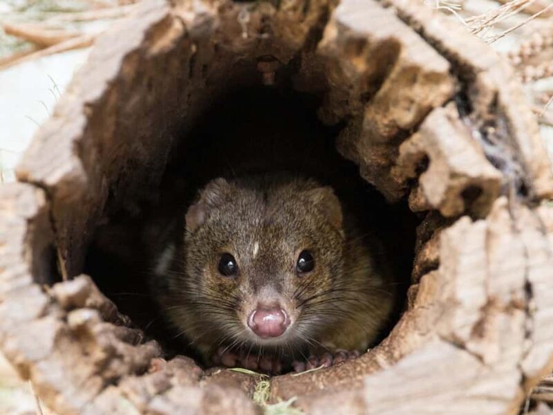 From Penneshaw: Kangaroo Island Wildlife Encounter - Lunch at Vivonne Bay