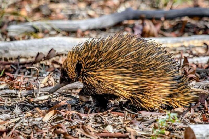 From Perth: Australian Animal Night Safari - Key Points