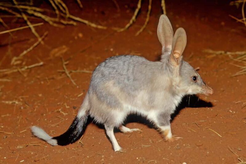 From Perth: Australian Animal Night Safari - The Itinerary in Detail: What You Can Expect