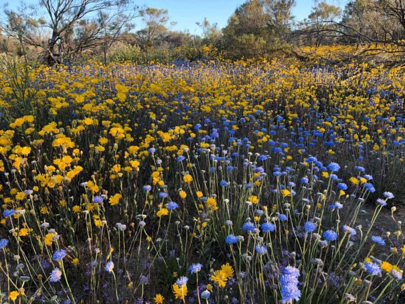 From Perth: Full-Day Wildflower Discovery Tour - The Bush Walks and Scenic Views