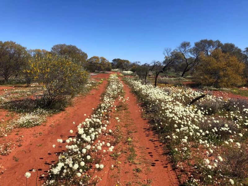 From Perth: Full-Day Wildflower Discovery Tour - The Flexibility and Guide Expertise