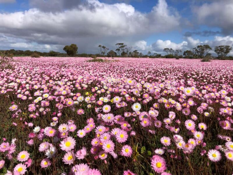 From Perth: Full-Day Wildflower Discovery Tour - Transportation and Comfort