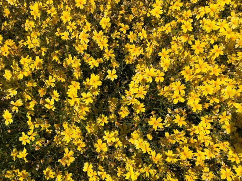 From Perth: Full-Day Wildflower Discovery Tour - Pricing and Value