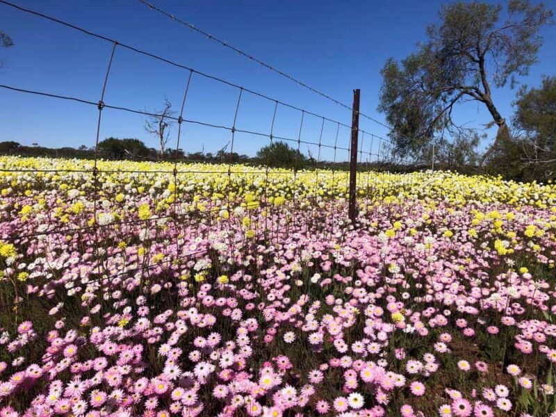 From Perth: Full-Day Wildflower Discovery Tour - The Sum Up: Who Will Love This Tour?